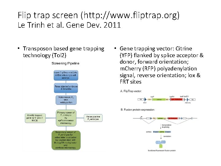 Flip trap screen (http: //www. fliptrap. org) Le Trinh et al. Gene Dev. 2011