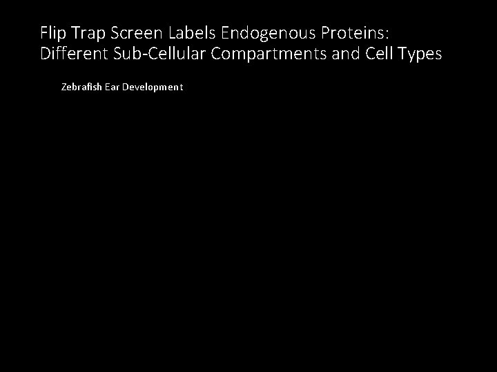 Flip Trap Screen Labels Endogenous Proteins: Different Sub-Cellular Compartments and Cell Types Zebrafish Ear