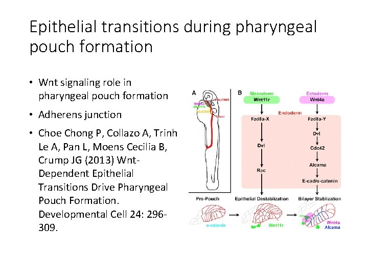 Epithelial transitions during pharyngeal pouch formation • Wnt signaling role in pharyngeal pouch formation