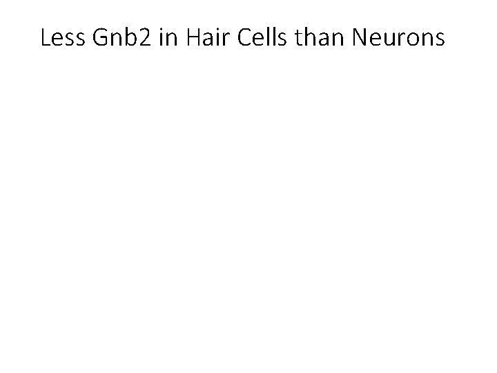 Less Gnb 2 in Hair Cells than Neurons 