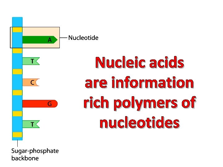 Biology 1 BIO 101 Chapter 1 The Chemistry