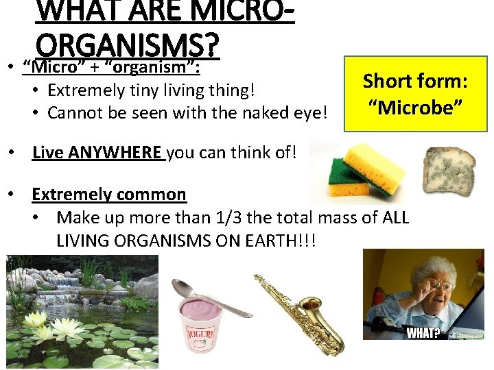 WHAT ARE MICROORGANISMS? • “Micro” + “organism”: • Extremely tiny living thing! • Cannot