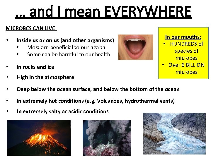 … and I mean EVERYWHERE MICROBES CAN LIVE: In our mouths: • HUNDREDS of