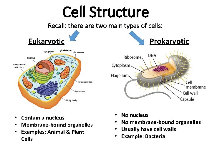 Cell Structure Recall: there are two main types of cells: Eukaryotic • Contain a