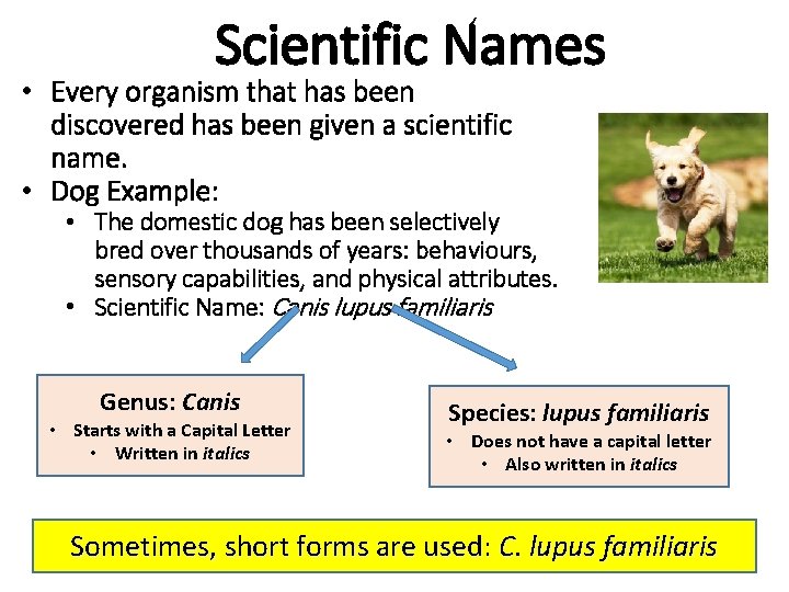 Scientific Names • Every organism that has been discovered has been given a scientific