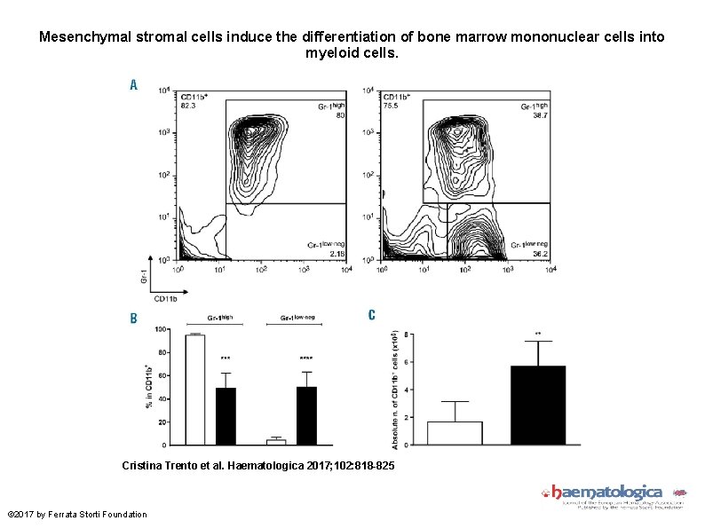 Mesenchymal stromal cells induce the differentiation of bone marrow mononuclear cells into myeloid cells.