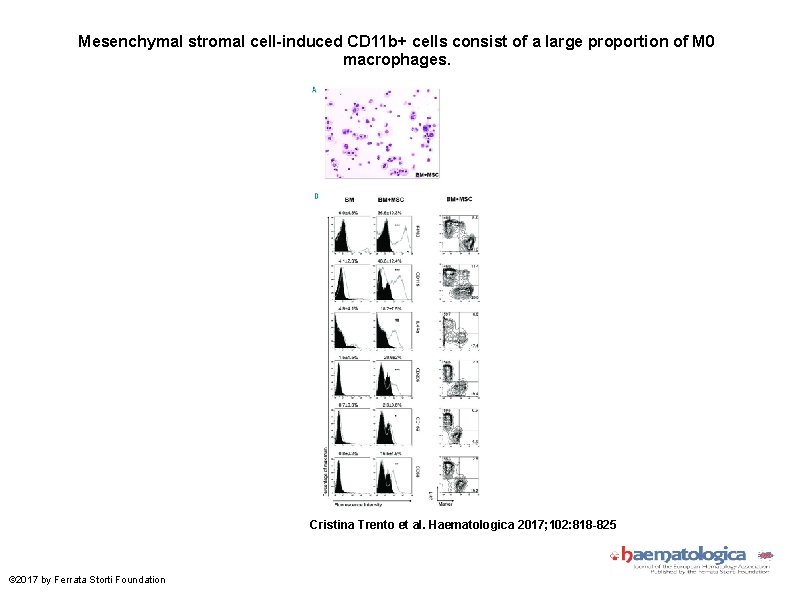 Mesenchymal stromal cell-induced CD 11 b+ cells consist of a large proportion of M