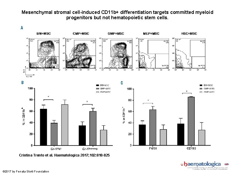 Mesenchymal stromal cell-induced CD 11 b+ differentiation targets committed myeloid progenitors but not hematopoietic