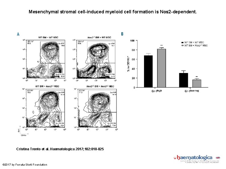 Mesenchymal stromal cell-induced myeloid cell formation is Nos 2 -dependent. Cristina Trento et al.