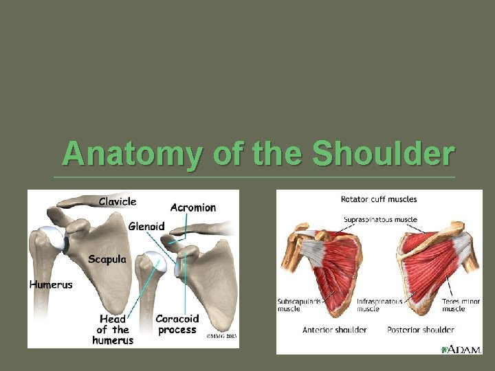 Anatomy of the Shoulder 