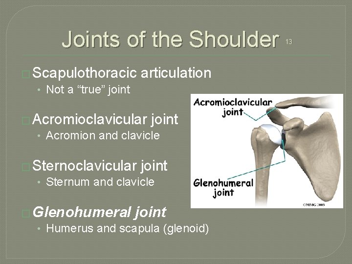 Joints of the Shoulder � Scapulothoracic • Not a “true” joint articulation � Acromioclavicular