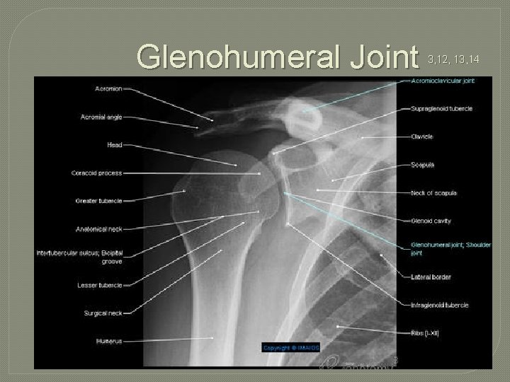 Glenohumeral Joint 3, 12, 13, 14 