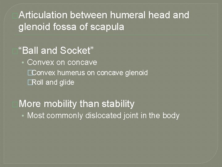 �Articulation between humeral head and glenoid fossa of scapula �“Ball and Socket” • Convex