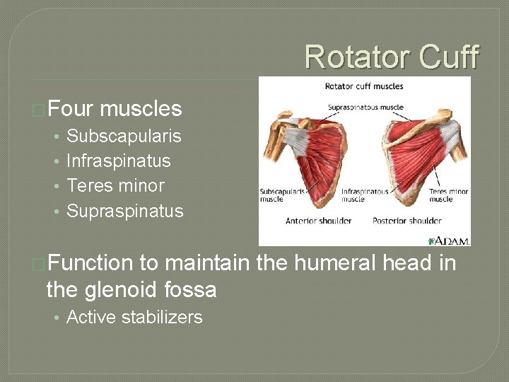 Rotator Cuff �Four • • muscles Subscapularis Infraspinatus Teres minor Supraspinatus �Function to maintain