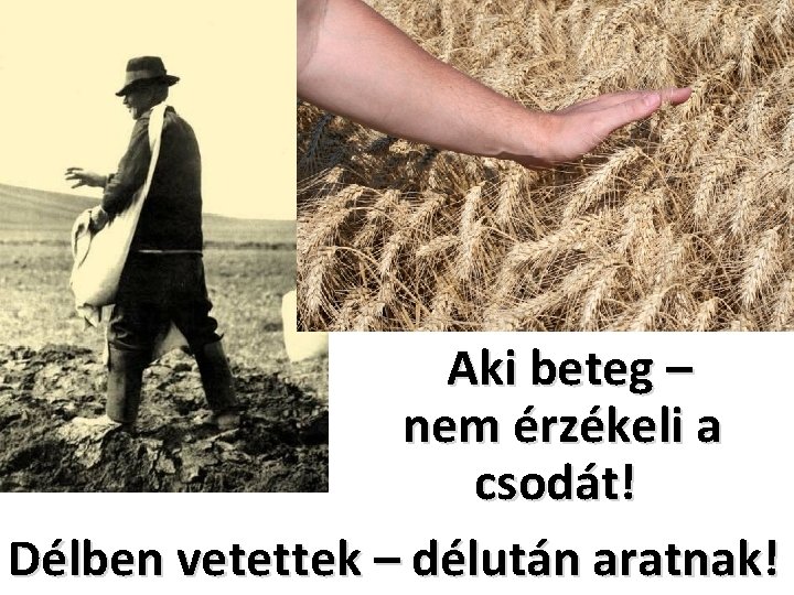 Aki beteg – nem érzékeli a csodát! Délben vetettek – délután aratnak! 