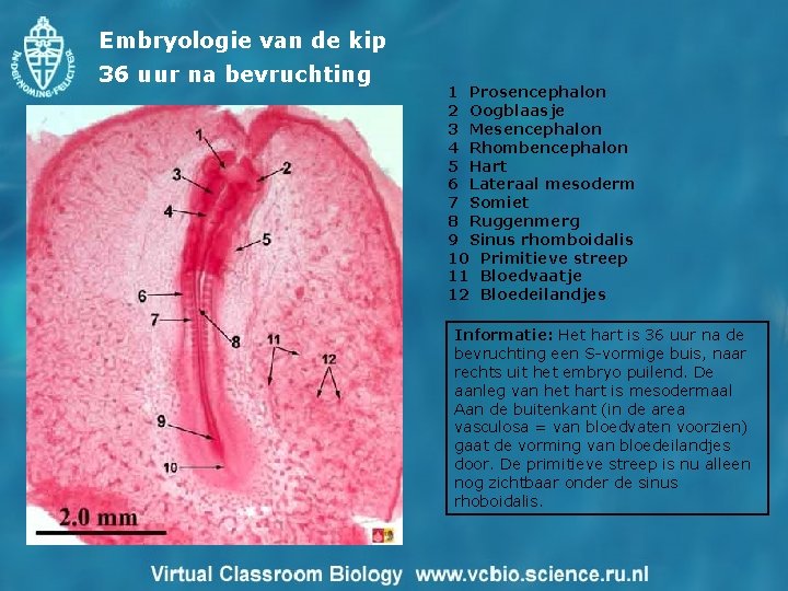 Embryologie van de kip 36 uur na bevruchting 1 Prosencephalon 2 Oogblaasje 3 Mesencephalon