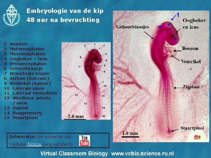 Embryologie van de kip 48 uur na bevruchting 1 Amnion 2 Metencephalon 3 Mesencephalon