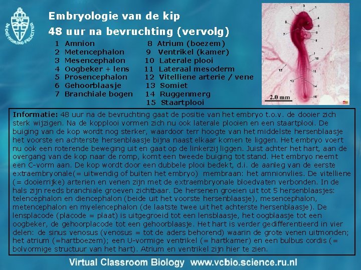 Embryologie van de kip 48 uur na bevruchting (vervolg) 1 2 3 4 5