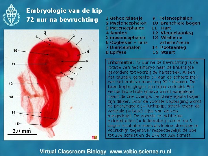 Embryologie van de kip 72 uur na bevruchting 1 2 3 4 5 6
