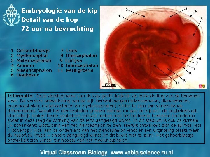 Embryologie van de kip Detail van de kop 72 uur na bevruchting 1 2