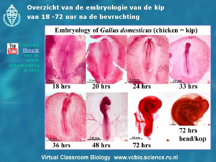 Overzicht van de embryologie van de kip van 18 -72 uur na de bevruchting