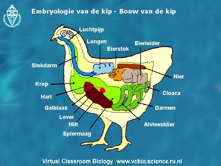 Embryologie van de kip - Bouw van de kip Luchtpijp Longen Eierstok Eierleider Slokdarm