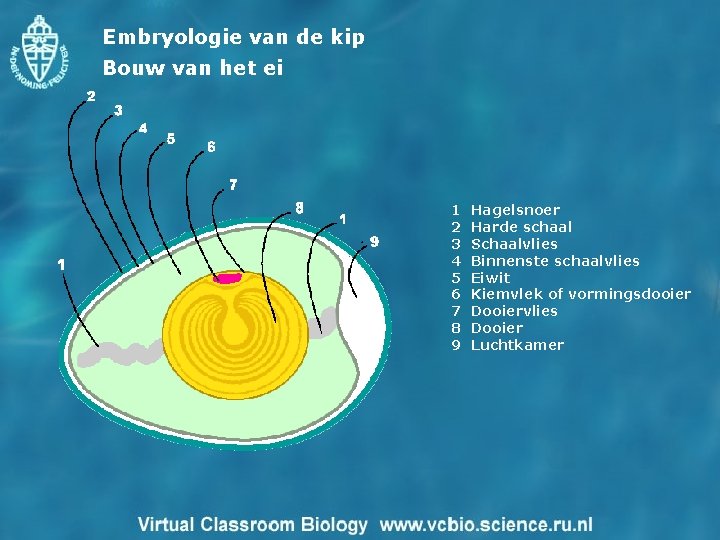 Embryologie van de kip Bouw van het ei 1 2 3 4 5 6