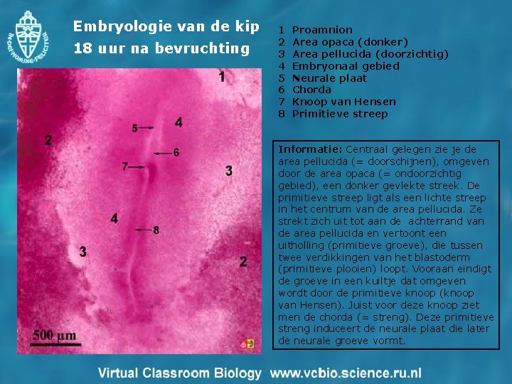 Embryologie van de kip 18 uur na bevruchting 1 2 3 4 5 6