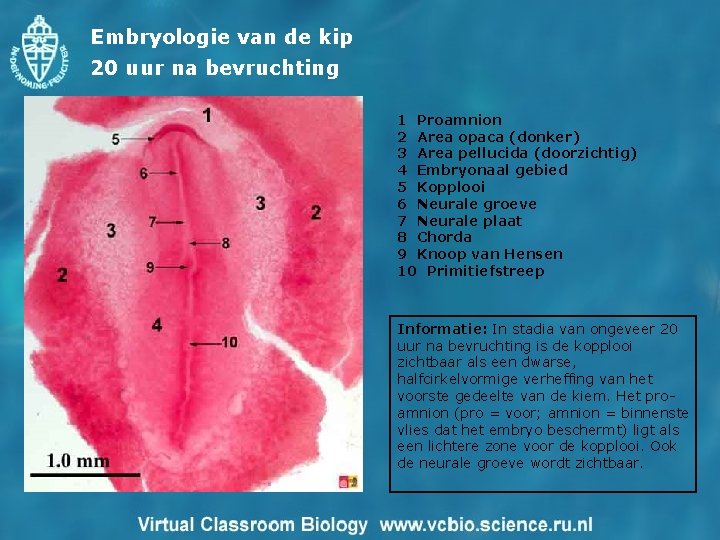 Embryologie van de kip 20 uur na bevruchting 1 Proamnion 2 Area opaca (donker)