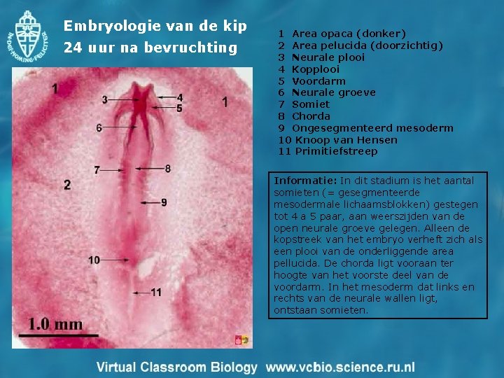 Embryologie van de kip 24 uur na bevruchting 1 Area opaca (donker) 2 Area