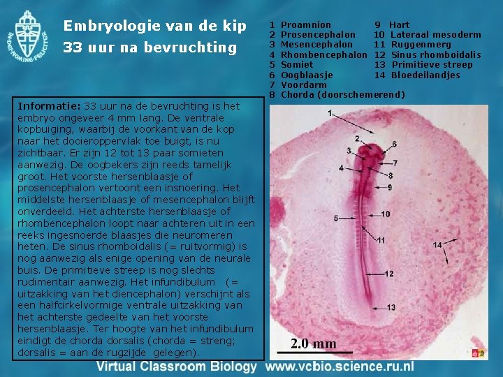 Embryologie van de kip 33 uur na bevruchting Informatie: 33 uur na de bevruchting