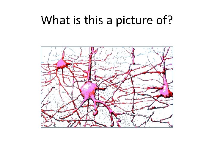 What is this a picture of? 