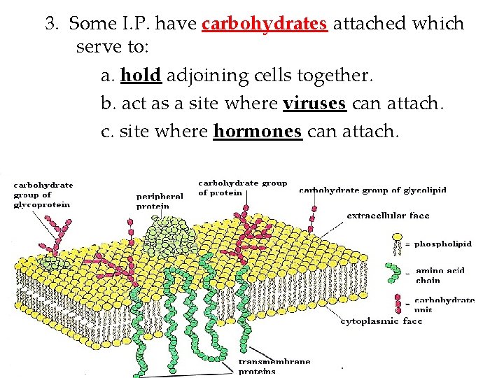 3. Some I. P. have carbohydrates attached which serve to: a. hold adjoining cells