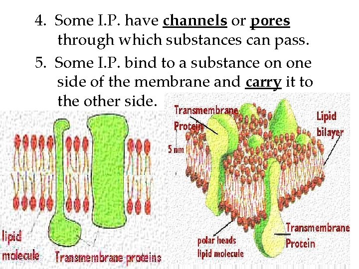 4. Some I. P. have channels or pores through which substances can pass. 5.