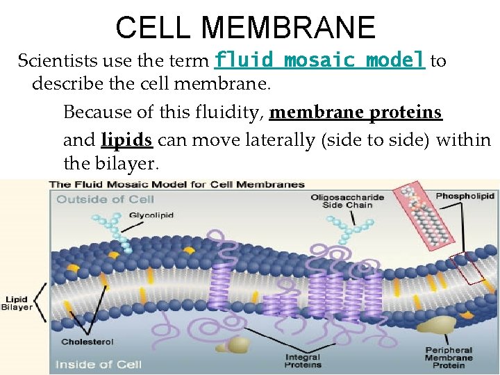 CELL MEMBRANE Scientists use the term fluid mosaic model to describe the cell membrane.