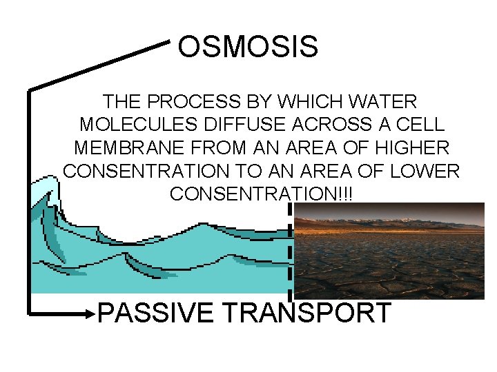 OSMOSIS THE PROCESS BY WHICH WATER MOLECULES DIFFUSE ACROSS A CELL MEMBRANE FROM AN