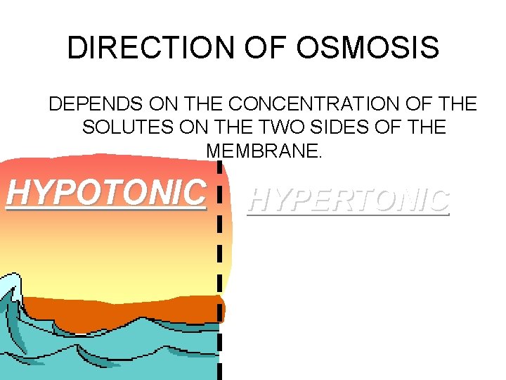 DIRECTION OF OSMOSIS DEPENDS ON THE CONCENTRATION OF THE SOLUTES ON THE TWO SIDES