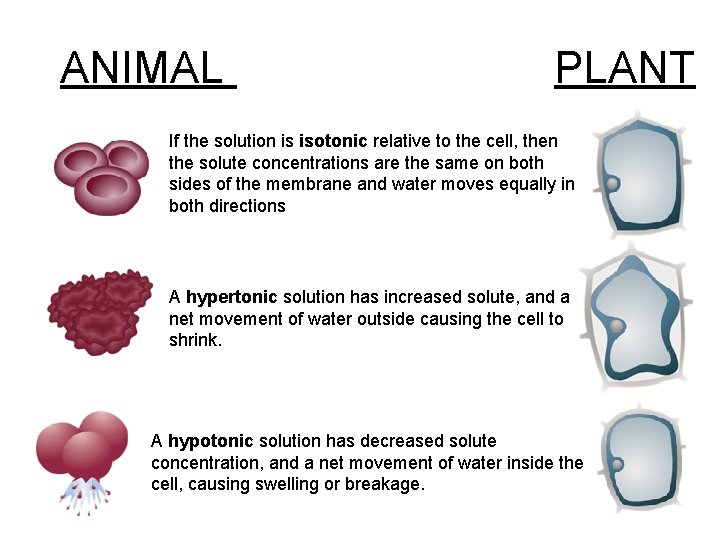 ANIMAL PLANT If the solution is isotonic relative to the cell, then the solute