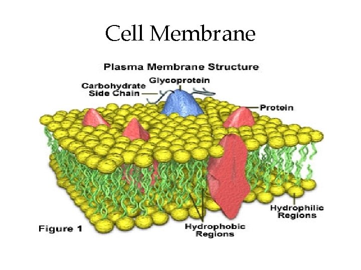 Cell Membrane 