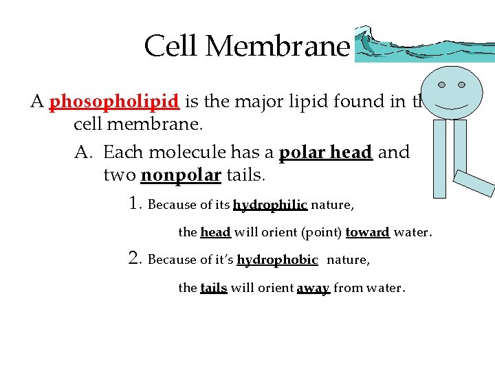 Cell Membrane A phosopholipid is the major lipid found in the cell membrane. A.