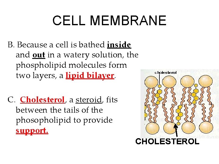 CELL MEMBRANE B. Because a cell is bathed inside and out in a watery