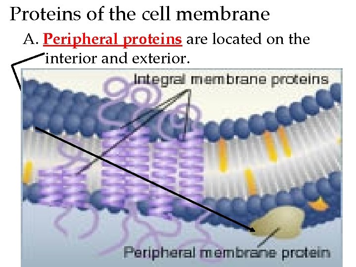 Proteins of the cell membrane A. Peripheral proteins are located on the interior and