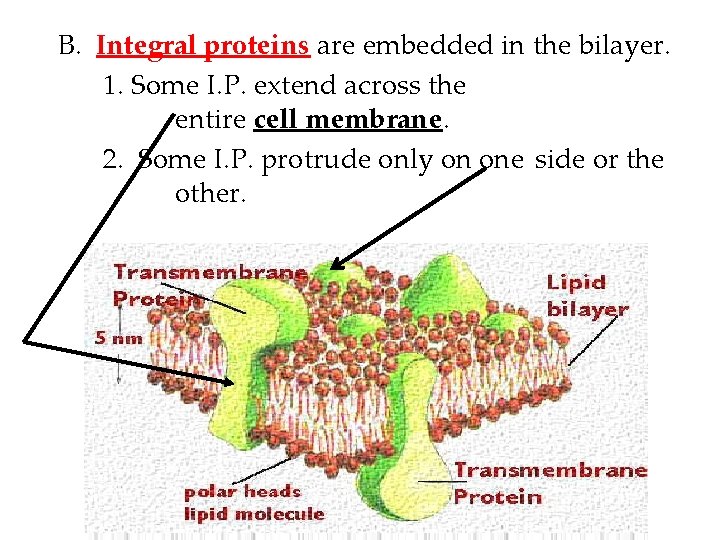 B. Integral proteins are embedded in the bilayer. 1. Some I. P. extend across