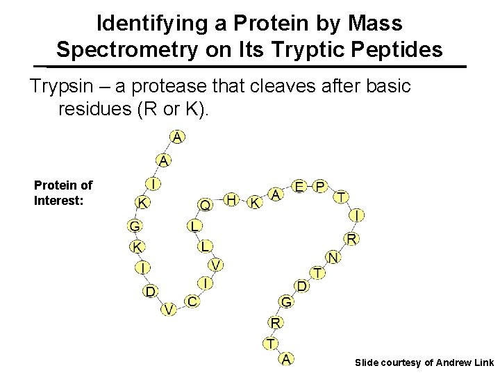 Identifying a Protein by Mass Spectrometry on Its Tryptic Peptides Trypsin – a protease