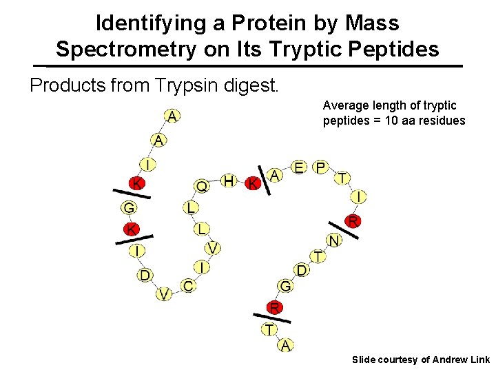 Identifying a Protein by Mass Spectrometry on Its Tryptic Peptides Products from Trypsin digest.