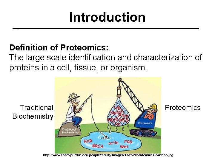 Introduction Definition of Proteomics: The large scale identification and characterization of proteins in a