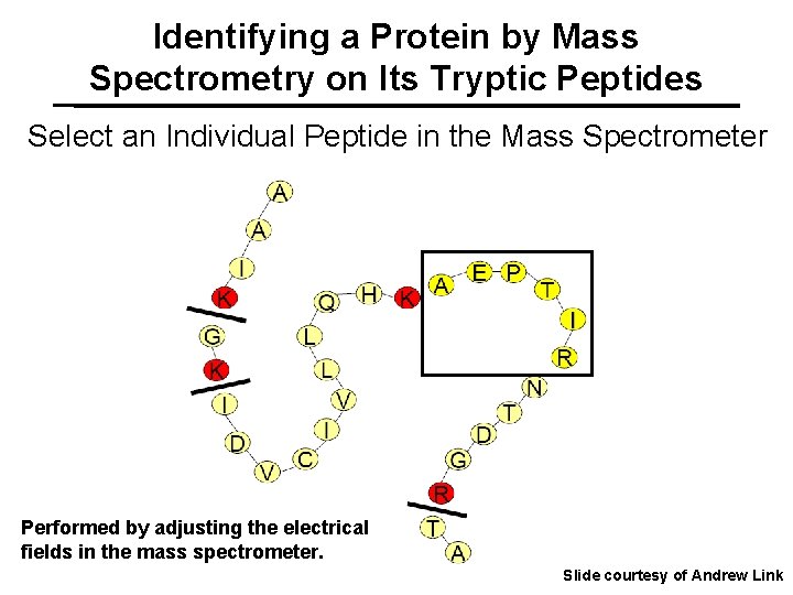 Identifying a Protein by Mass Spectrometry on Its Tryptic Peptides Select an Individual Peptide