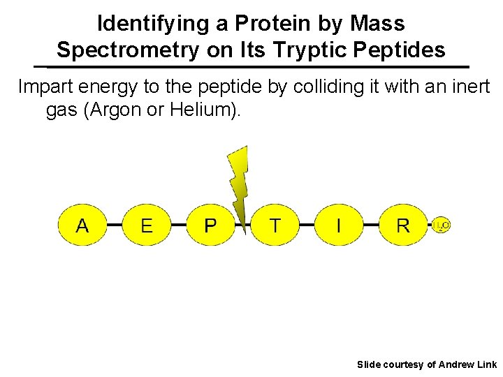 Identifying a Protein by Mass Spectrometry on Its Tryptic Peptides Impart energy to the
