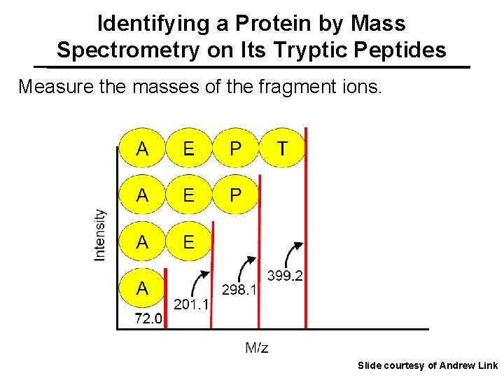 Identifying a Protein by Mass Spectrometry on Its Tryptic Peptides Measure the masses of