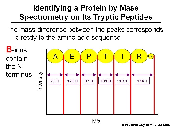 Identifying a Protein by Mass Spectrometry on Its Tryptic Peptides The mass difference between